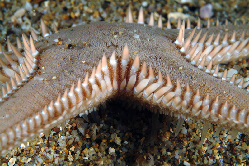 Astropecten platyacanthus (Philippi, 1837)